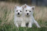 WESTIE 419
